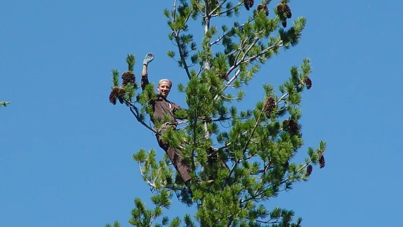 A tree climber at the top of a tall conifer