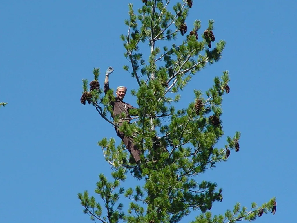 A tree climber at the top of a tall conifer